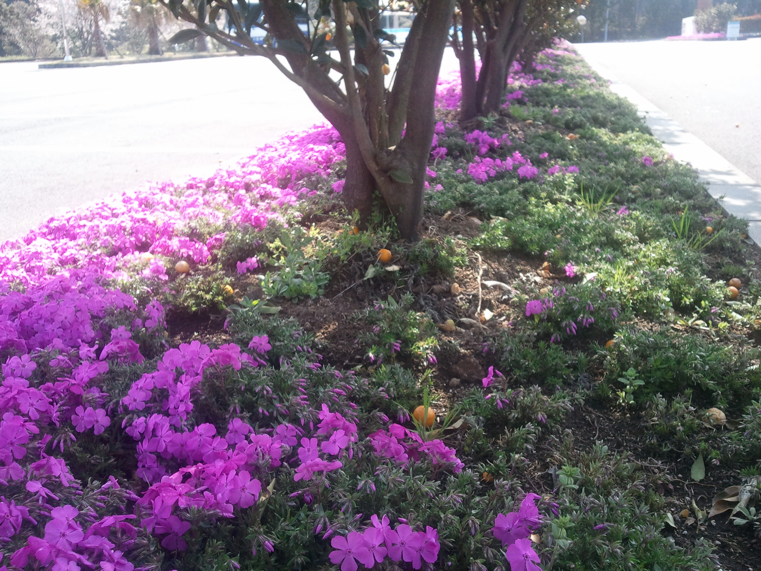 센터 앞 꽃잔디